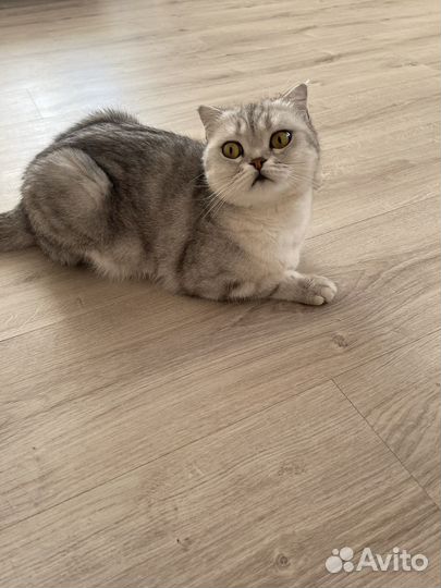 Британская кошка бесплатно