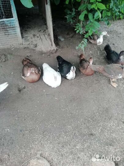 Индоутки молодые