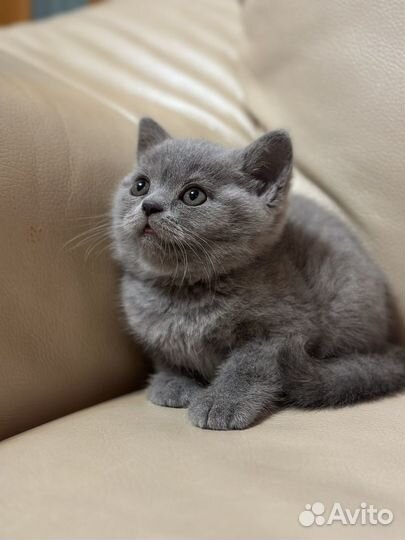 Британские котята