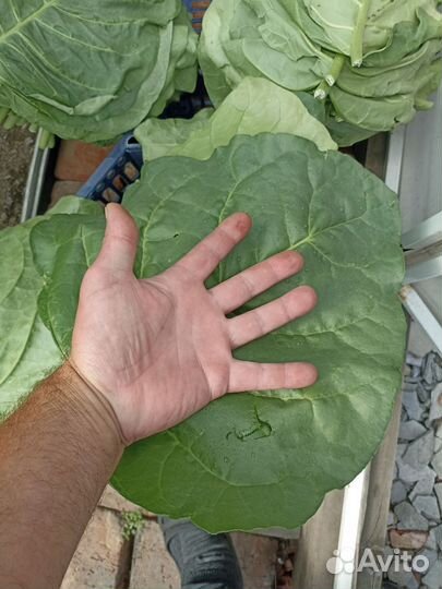 Табак цветок