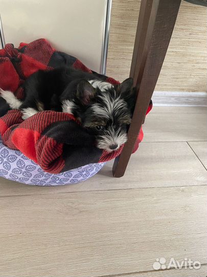 Бивер, биро, цветной йорк, шоколадный йорк