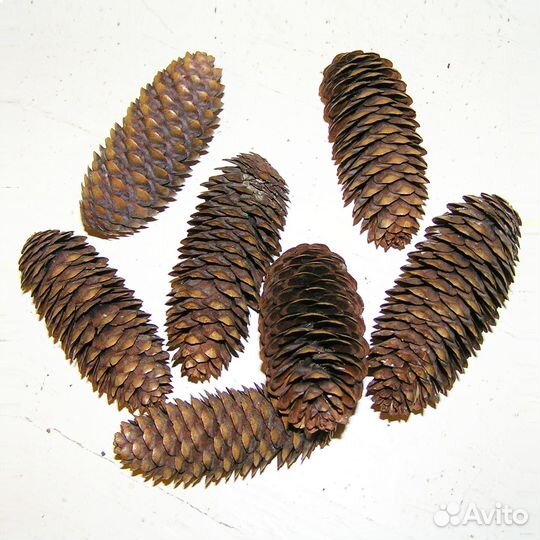 Шишки Еловые для поделок, Новогодних украш. гирлян