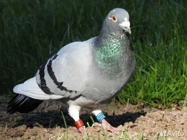 Голуби : почтовые, бокинцы,такла