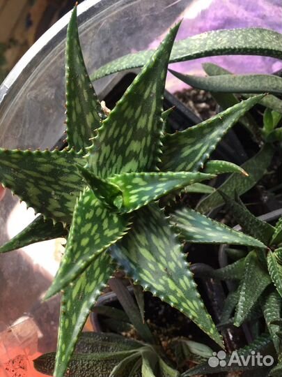 Суккуленты