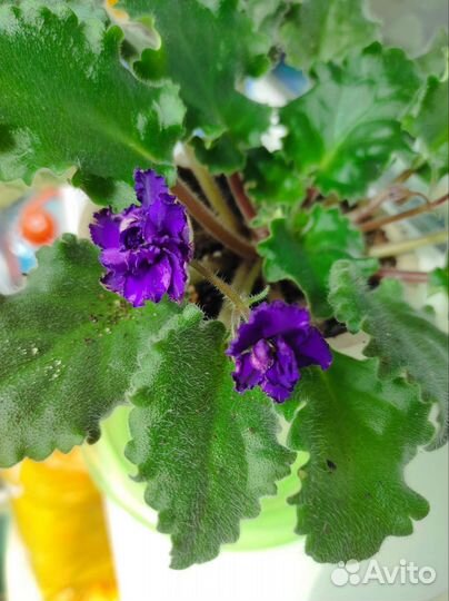 Сансевиерия, фиалка, декабрист и др