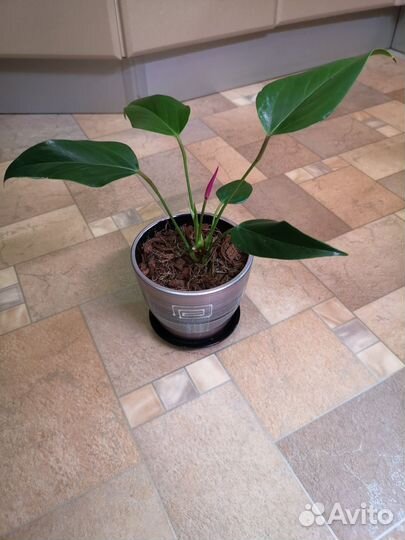 Антуриум Зизу