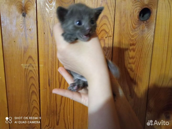 Котята от ловчей кошки в дар бесплатно