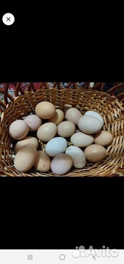 Домашние куриные яйца