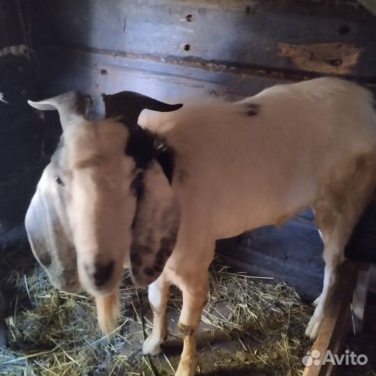 Продается породистый козел