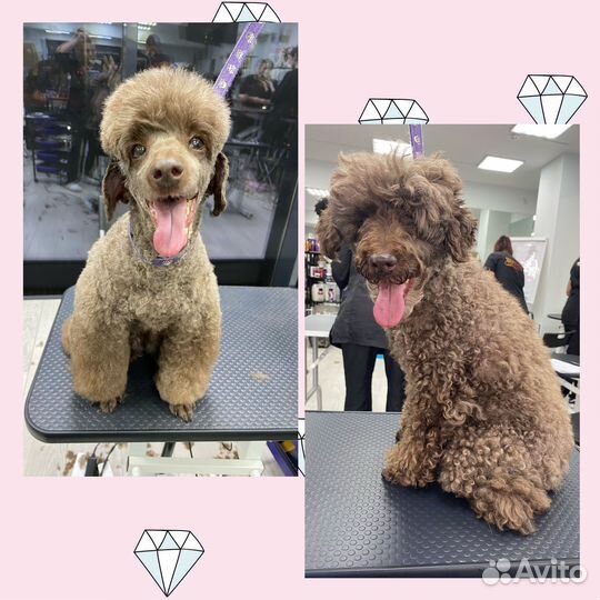 Груминг. Стрижка собак и кошек