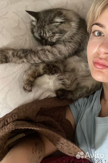 Передержка кошек