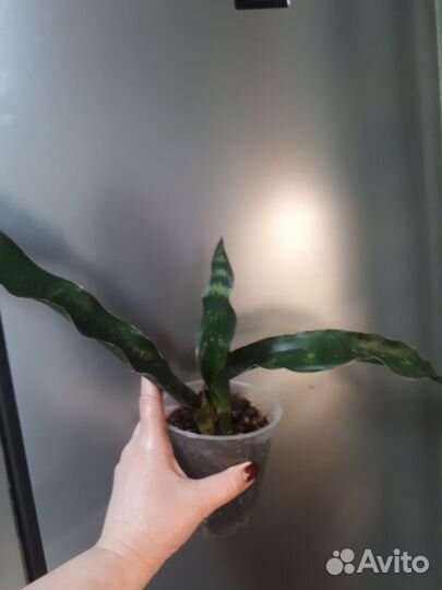 Сансевиерия муншайн и кирки