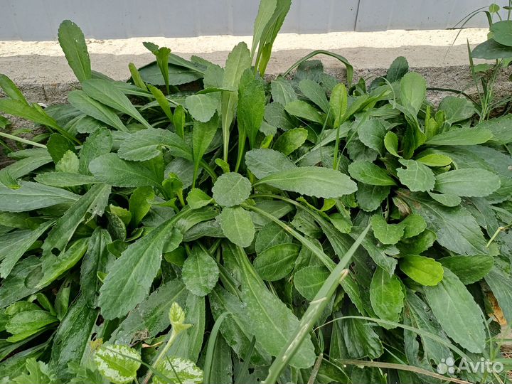 Ромашка многолетняя