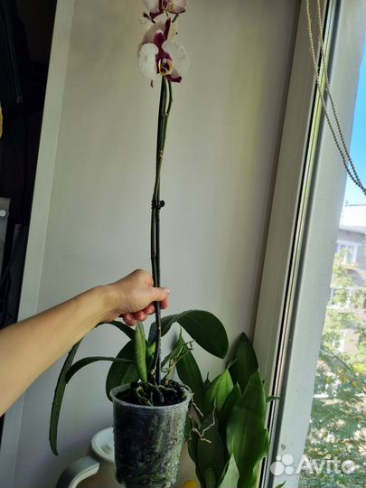 Орхидея фаленопсис Panda BR