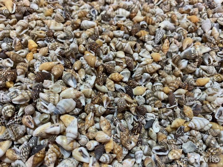 Ракушки морские 1кг