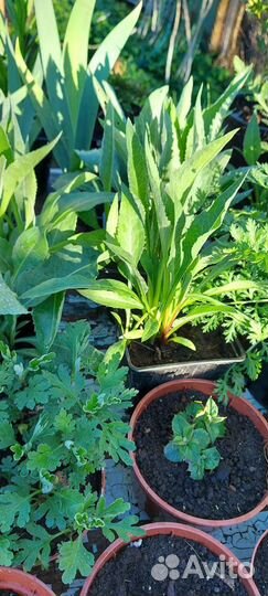 Рассада цветов