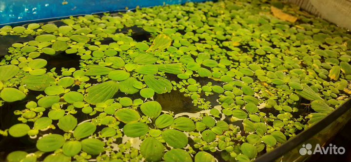 Рыбки, растения, креветки