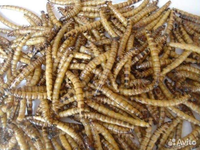 Живой Зофобас и муравьиные яйца