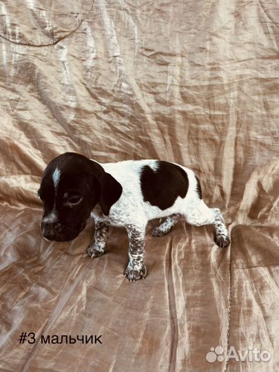 Щенки курцхаара