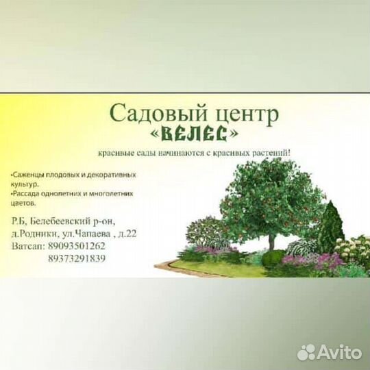 Саженцы деревьев