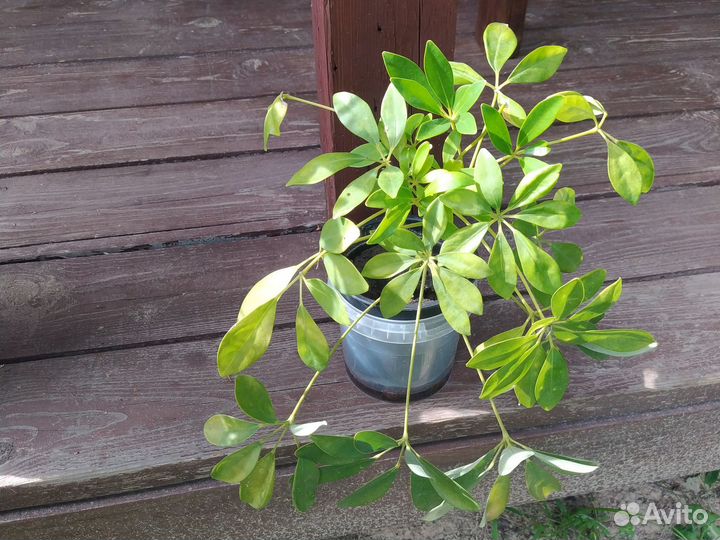 Комнатные цветы шефлера