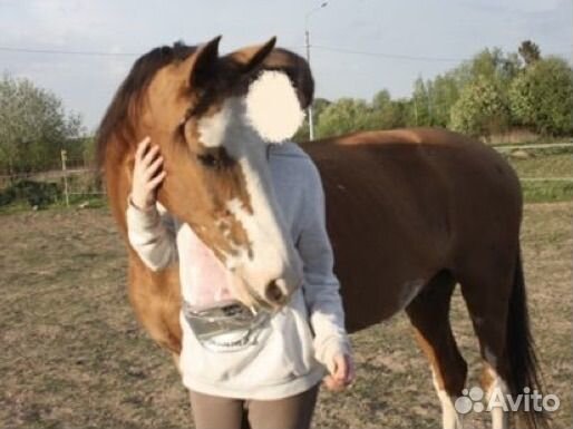 Мерин на продажу