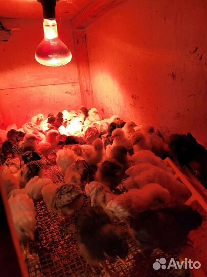 Цыплята кур несушек