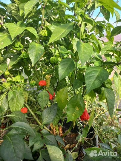 Перец острый свежий Каролина Рипер