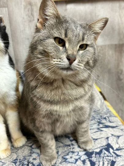 Кошки в добрые руки