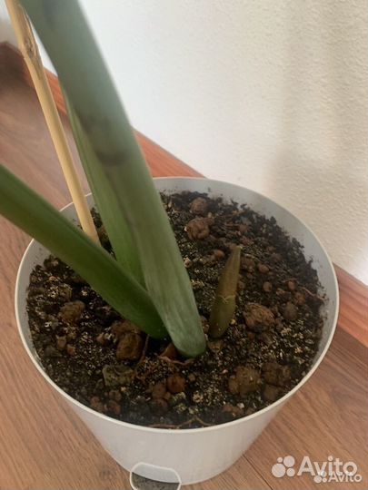 Замиокулькас