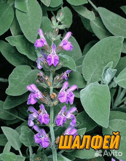 Кустарники яснотковые