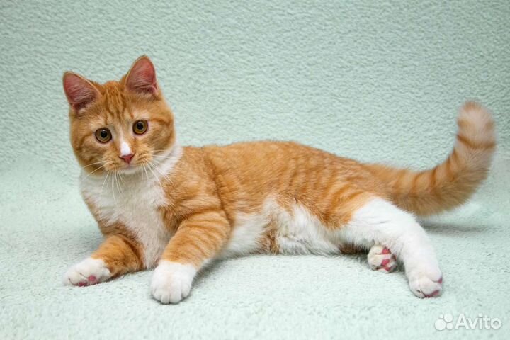 Юный рыжий Лёнечка