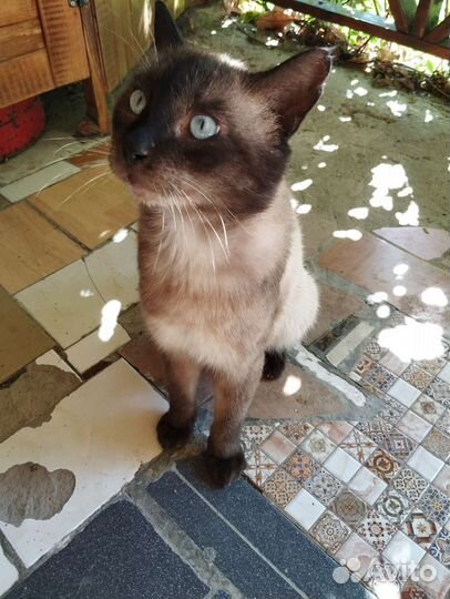 Сиамский кот