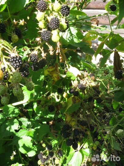 Хосты, пионы, ежевика,флоксы, гортензия, смородина