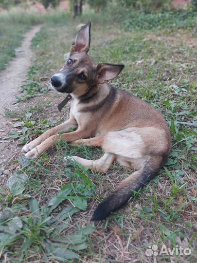 Собака в добрые ручки