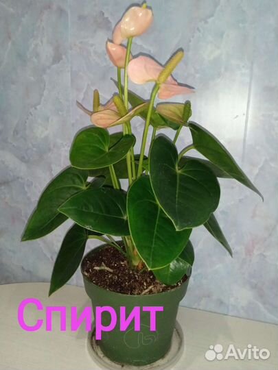 Антуриум в ассортименте