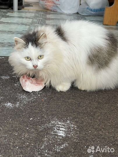 Кот и кошка