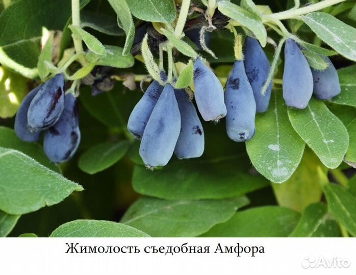 Саженцы жимолости