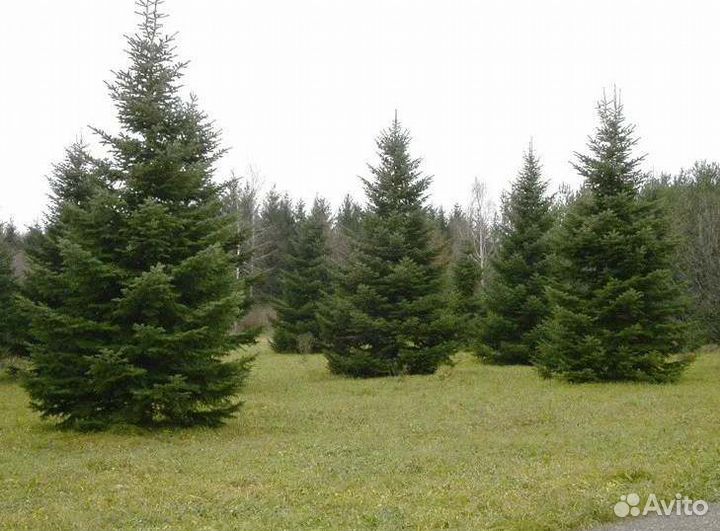 Крупномер ели