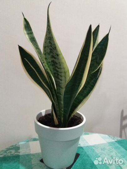 Щучий хвост