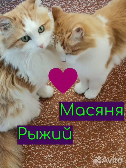 Кошки в добрые руки