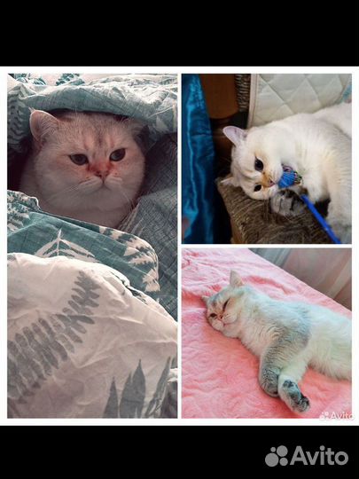 Британский кот вязка