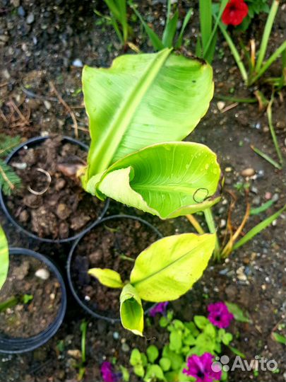 Пальма банан