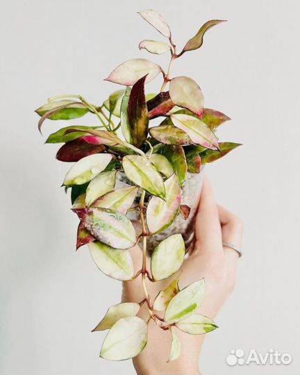 Хойи сортовые