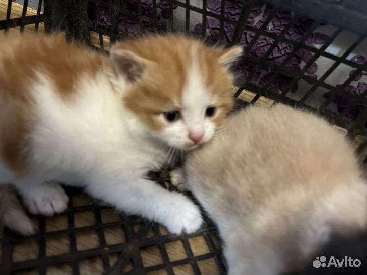 Котята в добрые руки