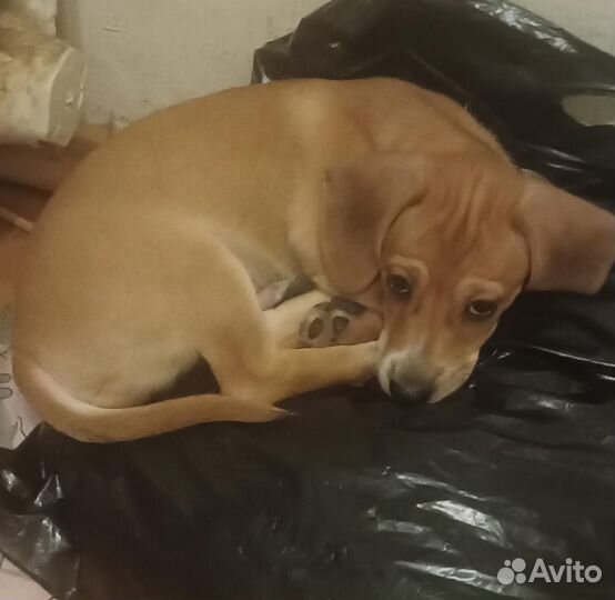 Собака в добрые руки щенок такса мальчик