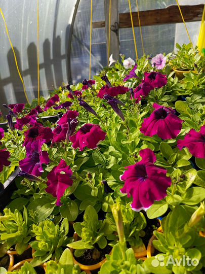 Рассада петуньи, капуста ранняя, поздняя