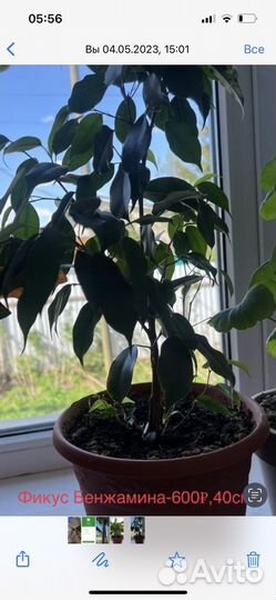 Бенджамина