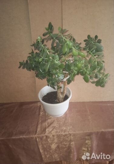 Денежное дерево толстянка