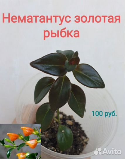 Комнатные цветы